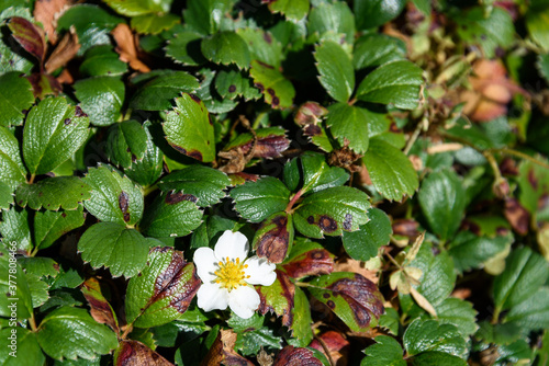 Fototapeta Naklejka Na Ścianę i Meble -  Wild Strawberry plant groundcover with white flower as a nature background
