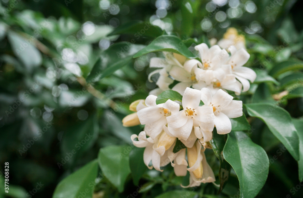 Orange jasmine or murraya paniculata flowers in the garden. Orange jasmine or murraya paniculata flowers in the garden.