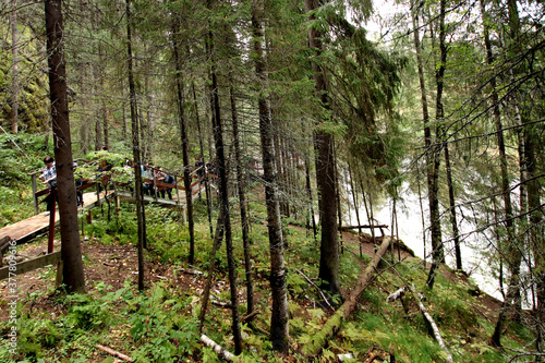 trees in the forest