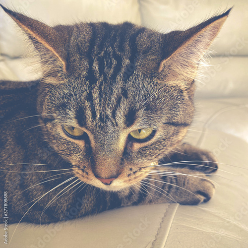 portrait of a cat