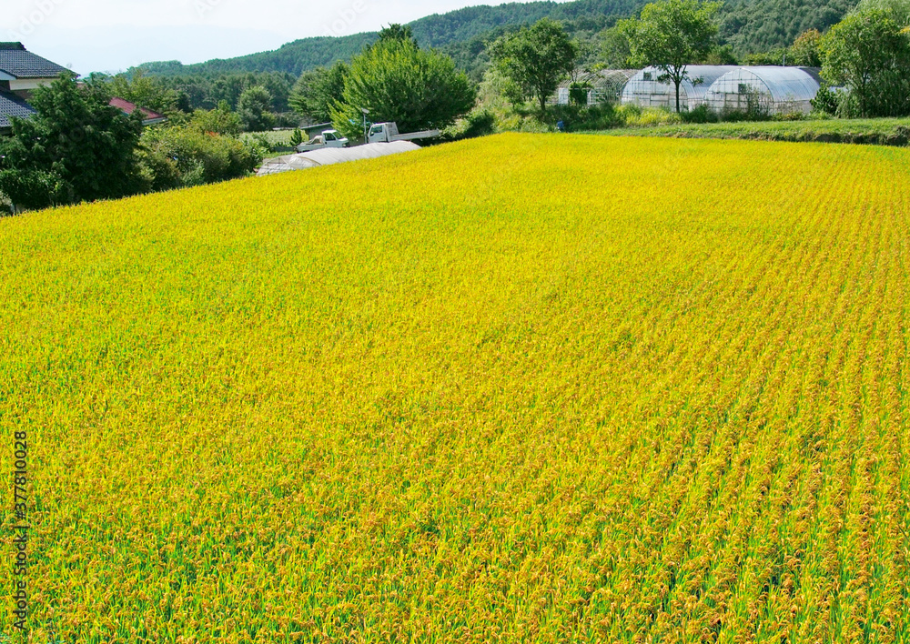 里山の秋の田んぼ(日本の農村風景)