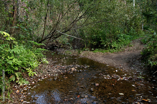 stream in the forest