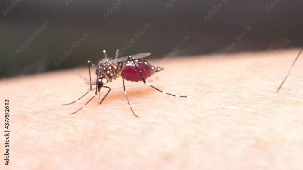 Closeup scene on female mosquito sucking human blood, macro shot of parasite and germ carrier bug bite on host, dengue fever virus cycle transfer by insect, prickle sucker mouth stab on mammal skin Closeup scene on female mosquito sucking human blood, macro shot of parasite and germ carrier bug bite on host, dengue fever virus cycle transfer by insect, prickle sucker mouth stab on mammal skin