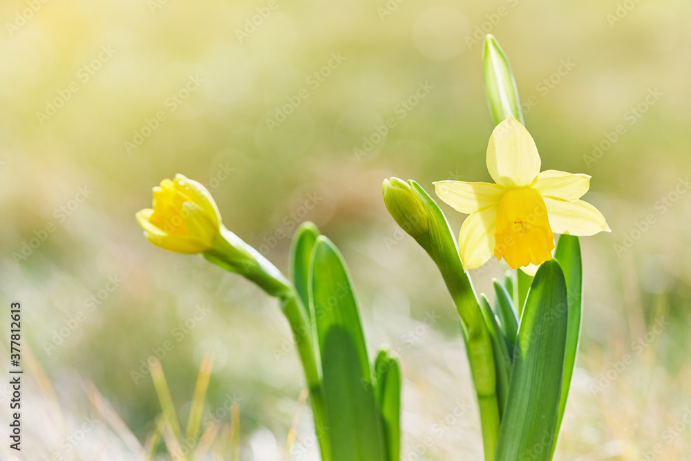 Jonquil in meadow. Spring flower and defocused nature with sunny reflection background
Jonquil in meadow. Spring flower and defocused nature with sunny reflection background
