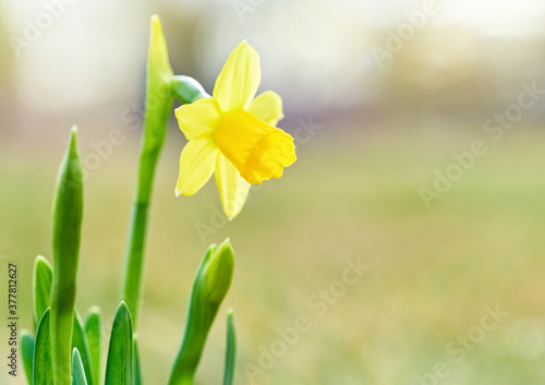 
Jonquil or daffodil in meadow. Beautiful yellow spring flower.