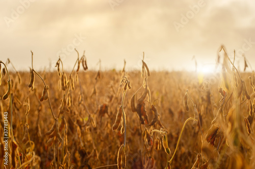 Wall Mural Ready for harvest ripe Soy pods on stem in the fields closeup view against sunli
