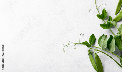pea sprouts with pods on white background, top view, copy space