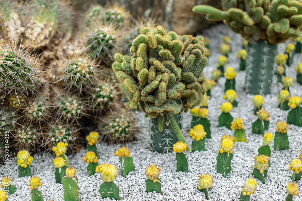 Cactus in small garden. Nature at home concept Cactus in small garden. Nature at home concept