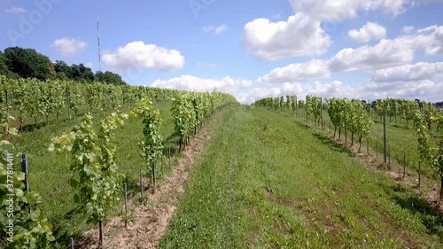 Beautiful winery field located in European vineyard valley_01
Drone view. photo