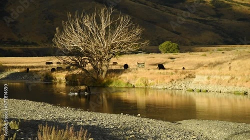 Black cow is crossin a river. Golden coloured grassland in the background.  photo