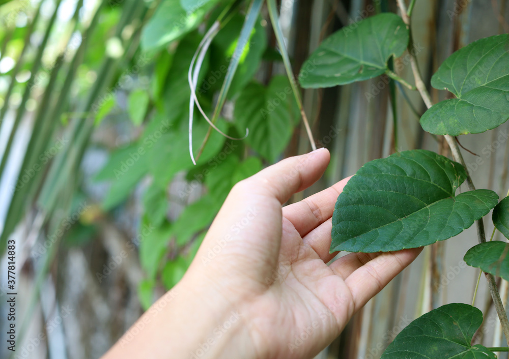 Hand touching green heart shape leaf in the garden Hand touching green heart shape leaf in the garden