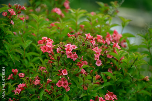 Beautiful pink flowers at sunny day. Selective focus with shallow depth of field.