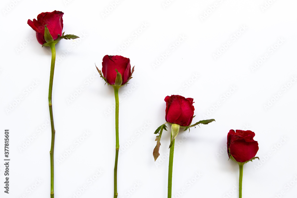 colorful red rose flowers arrangement flat lay postcard style on background white colorful red rose flowers arrangement flat lay postcard style on background white