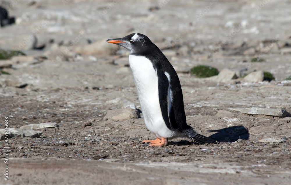 Naklejka premium A Gentoo Penguin (Pygoscelis papua), Westpoint Island, Falkland Islands. 