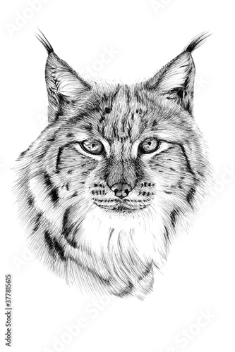 Hand drawn lynx portrait, sketch graphics monochrome illustration
