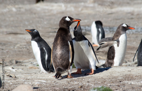 Gentoo Penguins  Pygoscelis papua  - feeding  Westpoint Island  Falkland Islands. 