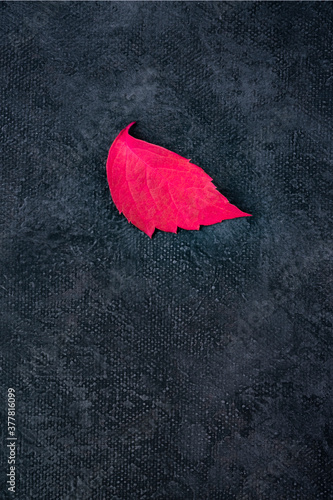 Fototapeta Naklejka Na Ścianę i Meble -  A red autumn leaf on a black background, an abstract fall design template with a place for text, vertical poster