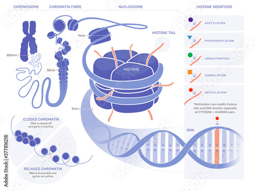 Epigenetics Illustration - Technical photo