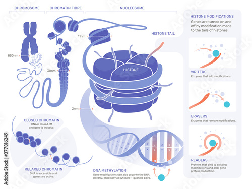 Epigenetics Illustration - Simple