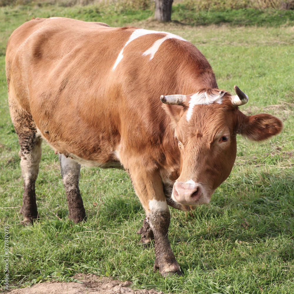 A fragment of a rural landscape with a cow. A fragment of a rural landscape with a cow.