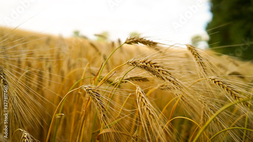 Triticale, a hybrid of wheat and rye, on a sunny summer day