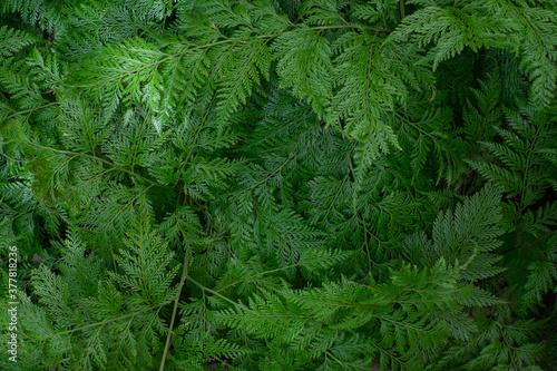 Green leaves nature garden background. Tropical rainforest foliage leaf plant bushes. Abstract natural spring wallpaper pattern texture. Nature concept.