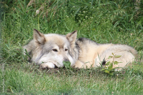 Sleepy Loki, Yamnuska Wolfdog Sanctuary, Cochrane, Alberta © Michael Mamoon