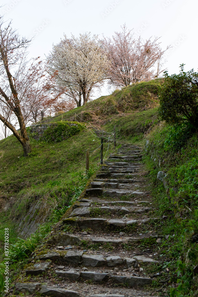 山の斜面の階段の上に咲く桜