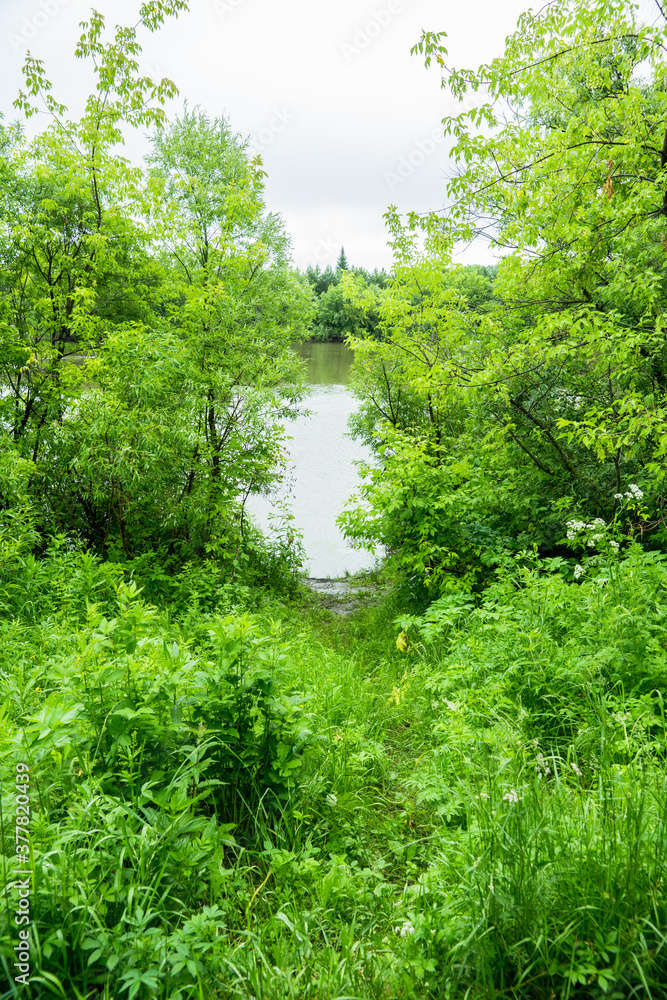 Footpath to water through green thicket. Summer forest. Footpath to water through green thicket. Summer forest.