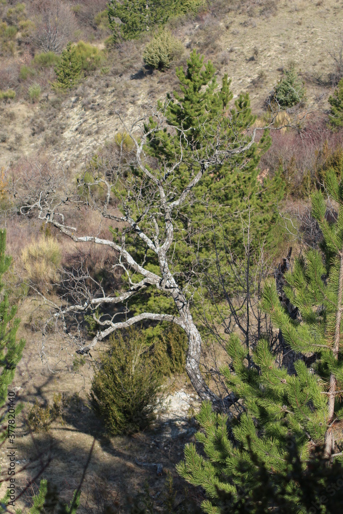 nature nature