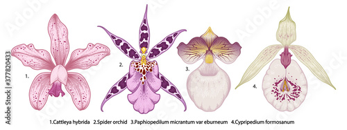 Hand drawn orchid flowers illustration isolated on a white background.