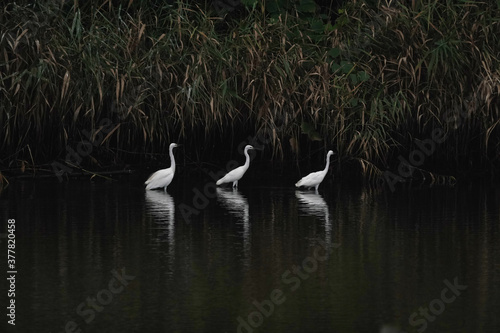 egret in water