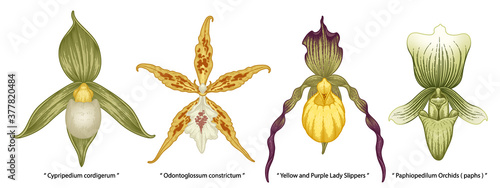 Hand drawn orchid flowers illustration isolated on a white background.