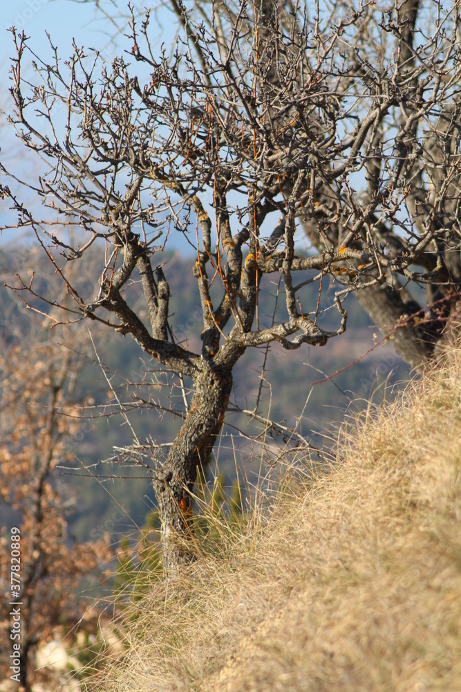 nature nature