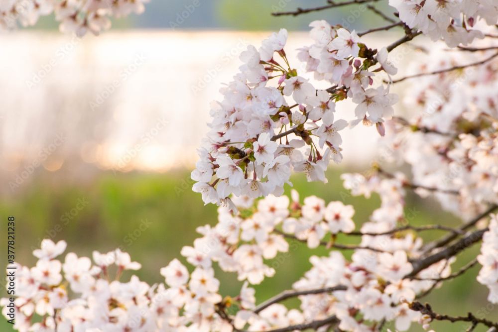 Obraz premium 夕日に輝く河川の水面と桜