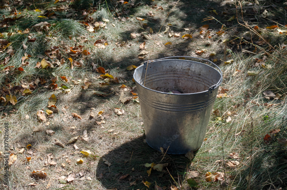 Harvesting in the garden. Metal bucket. Harvesting in the garden. Metal bucket.