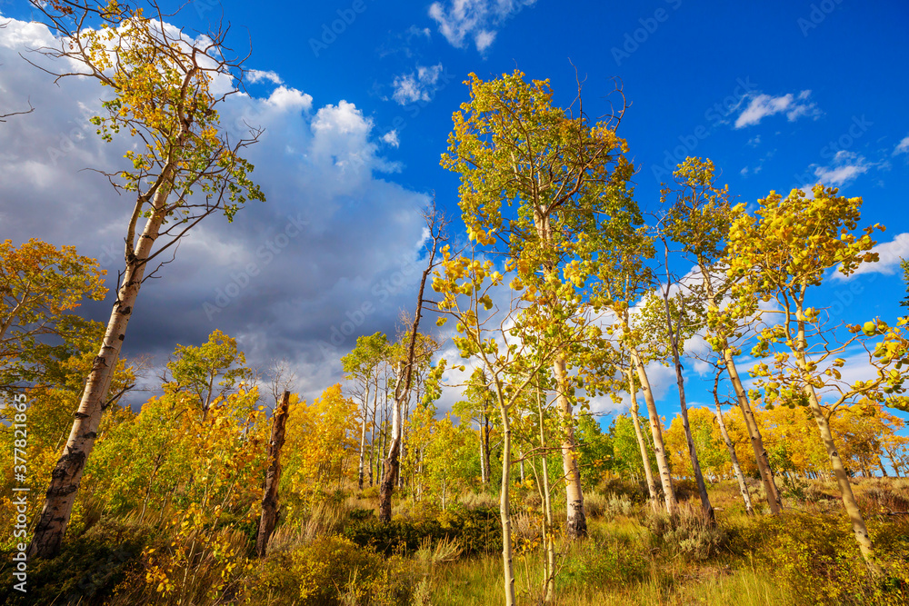 Fototapeta premium Autumn forest