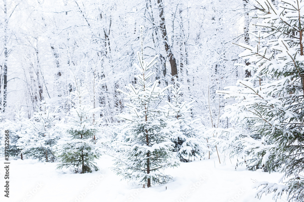 Season and nature concept - Winter park in snow Season and nature concept - Winter park in snow