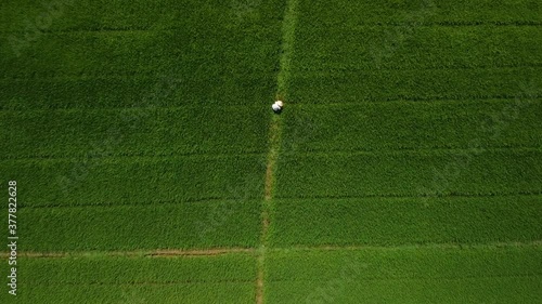 Bird's eye view over a farmer working in the green sugarcane plantatation field. photo