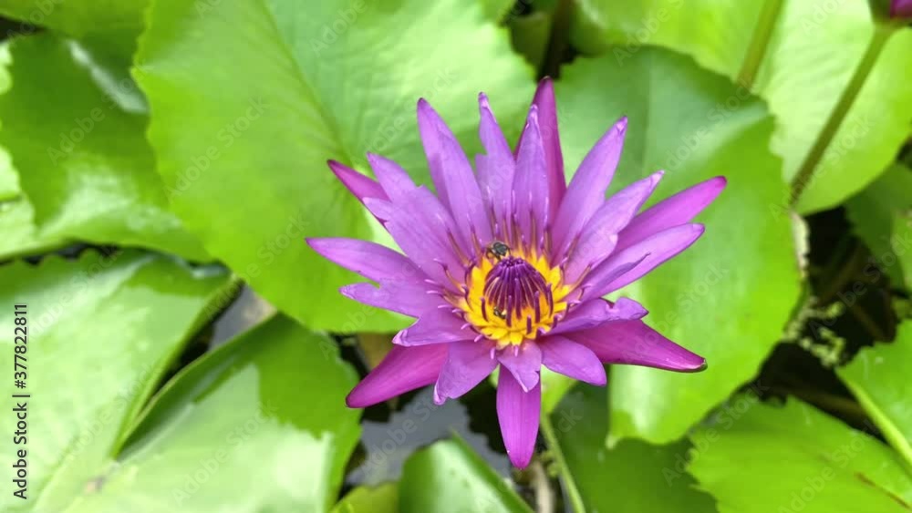 Bee swarming on dark pink lotus (Water lily) in yellow pollen. Bee swarming on dark pink lotus (Water lily) in yellow pollen.