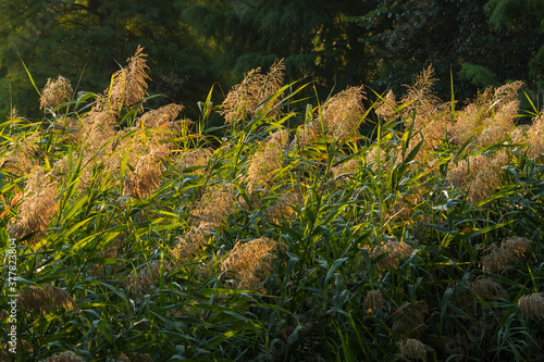 Willow Warmed by Late Summer Sun in the Morning