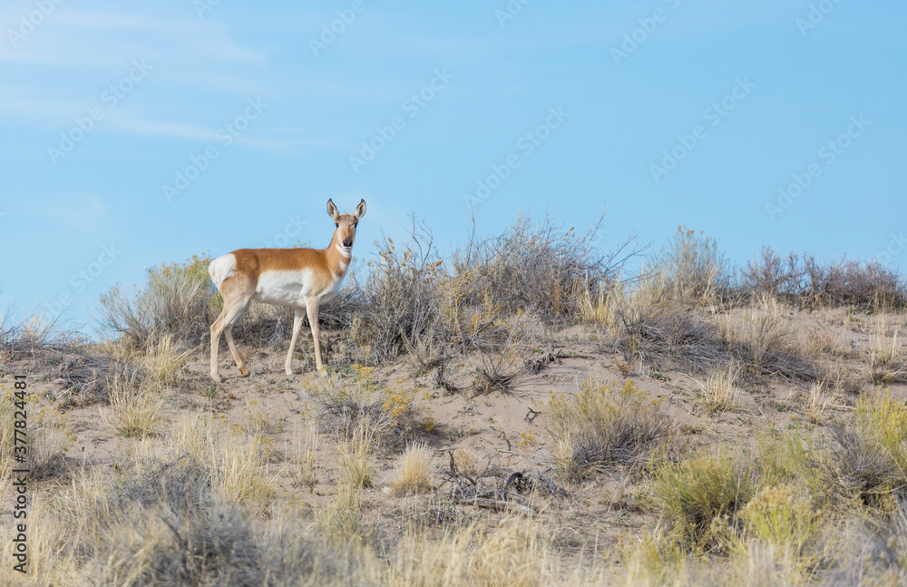 Fototapeta premium Pronghorn