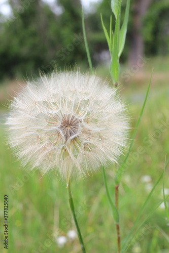 White fluffy ball of dandelion. inflatable balls of a taraxac plant on a long thin stem. Ripe white seeds of a fluffy plant on a blurred green background. Fragility tenderness concept