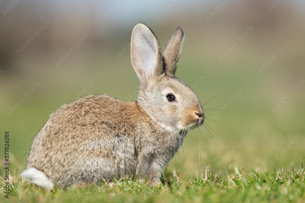 Rabbit hare while looking at you on grass Rabbit hare while looking at you on grass