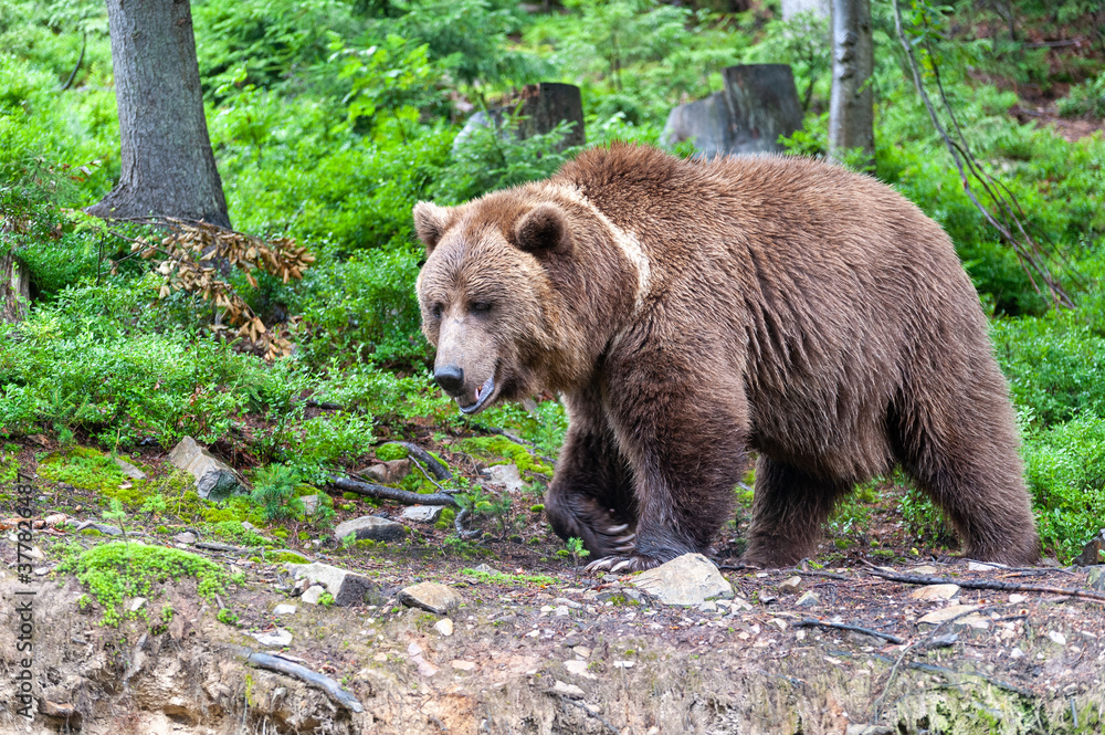 Brown bear (lat. ursus arctos) stainding in the forest Brown bear (lat. ursus arctos) stainding in the forest