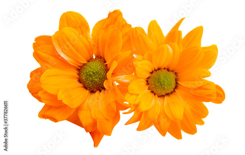 beautiful chrysanthemum flowers isolated