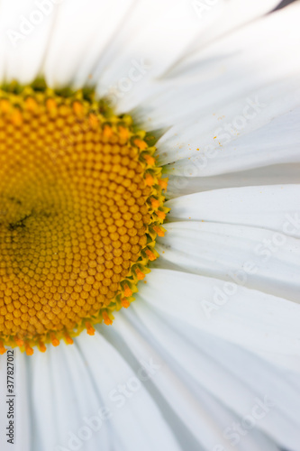 chamomile flower with yellow center as background