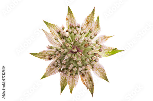 Astrantia flower isolated
