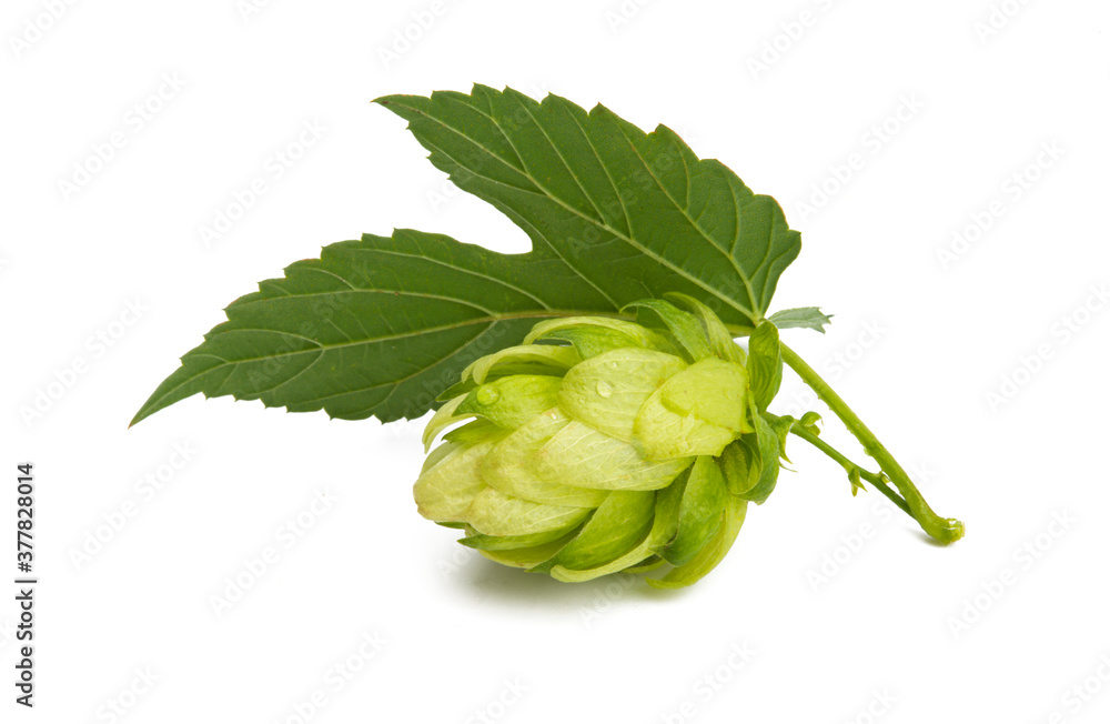 hops isolated hops isolated