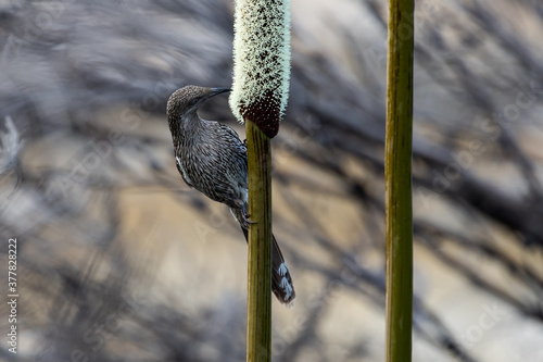 Little Wattle Bird feeding on nectar of the Oval Grass Tree